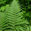 Kelminis papartis.jpg